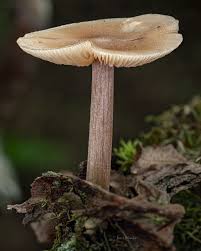 Image result for Lactarius mutabilis