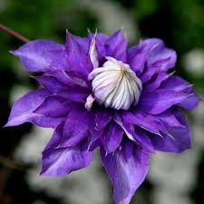 Purple clematis are a dazzling sight growing on a trellis or fence. Buy Clematis Group 2 Clematis Vyvyan Pennell 24 99 Delivery By Crocus