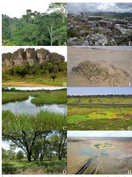 Image result for Elatostema paivaeanum