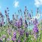 2026 U-Pick - THE LAVENDER FIELD NKY