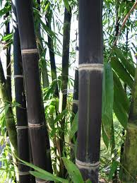 Black Bamboo Plants For Sale The Beauty Of Black Bamboo Bamboo Seeds Black Bamboo Bamboo Plants