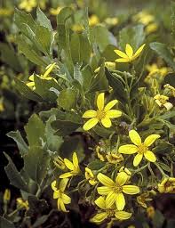 Image result for Chrysanthemoides monilifera