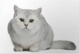 British Shorthair Kedi Beyaz Arka Plan Onunde Oturan Poster Pixers Haydi Dunyanizi Degistirelim