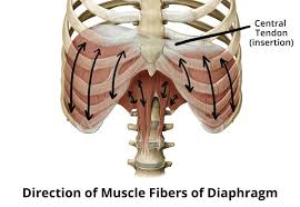 Chest Breath Vs Belly Breath What S The Deal In Pursuit Of Yoga Thoracic Cavity How To Do Yoga Muscle Relaxer