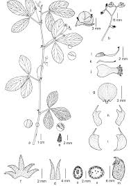 Image result for Eriosema rhynchosioides