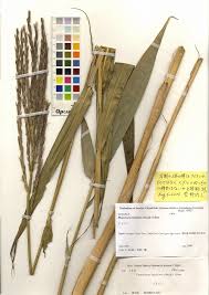 Image result for Phacelurus