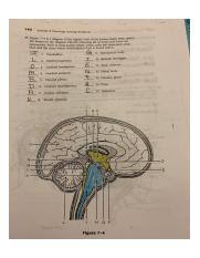 16 new pages of text; Nsa1 Alina Lopez Pdf Nervous System Chapter 7 The Igure 7 1 Is A Diagram Of A Pns Neuron Label The Parts Indicated On The Illustration By Leader Course Hero
