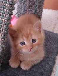 Bildergebnis f&uuml;r Cremefarbene Katzen