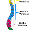 The vertebral column houses the spinal canal, a cavity that. Https Encrypted Tbn0 Gstatic Com Images Q Tbn And9gcsfj8q2gboz2pdg Pg S7eyh 1in3yjhlljdocmixo6yxpmvrkk Usqp Cau