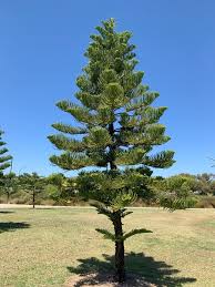 Image result for Araucariaceae