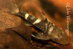 This loricariidae article is a stub. L Welse Com Datenbank Nannoptopoma Sp Peru Powered By Reviewpost