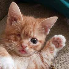 Ginger Baby Blep With A Side Of Beans Cat Quotes Funny Cats Kittens Cutest