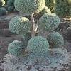 Хозяйка подарок cumulus sawara cypress подарочное дерево. 1