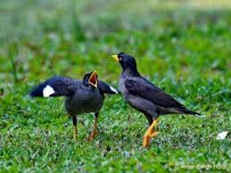 Jul 16, 2021 · download suara burung flamboyan jantan dan betina mp3 dapat kamu download secara gratis di metrolagu baru.untuk melihat detail lagu suara burung flamboyan jantan dan betina klik salah satu judul yang cocok, kemudian untuk link download suara burung flamboyan jantan dan betina ada di halaman berikutnya. Download Suara Burung Jalak Kebo Mp3 Gacor Untuk Isian Pamankicau