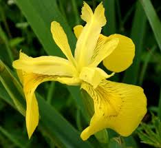 Image result for Iris pseudacorus