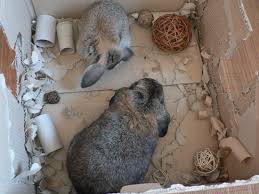 En plus d'être un lieu pour faire ses besoins, la litière pour lapin est également le lit douillet du lapin. Comportement Du Lapin De Compagnie Creuser Gratter La Passion Des Lapins La Dure Vie Du Lapin Urbain