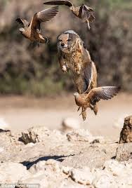 Barking Mad Jackal Thinks It S A Bird As It Flies After Its Prey Animal Hunting Animal Photography Animals