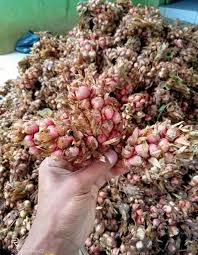 Kapulaga jawa adalah sejenis kapulaga yang sering digunakan sebagai rempah untuk masakan dan juga campuran jamu. Kelebihan Dan Kekurangan Budidaya Kapulaga Lokal Hibrida Dan India Idnfarmers