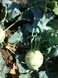Early White Vienna' Kohlrabi