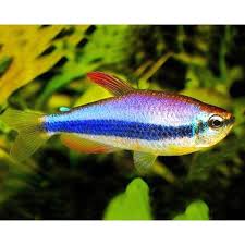 Image result for Tetracera bussei