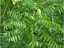Image result for Sapindus saponaria