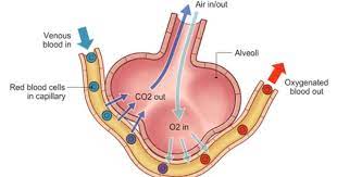 Pin On Respiratory System