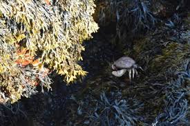 So, you should check for the isle au haut boat service before you go there. Things To Do Near Duck Harbor Campground With Kids Isle Au Haut Me Trekaroo