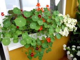 How long does it take for nasturtiums to sprout? How To Germinate The Seeds Of Nasturtium Seedlings Growing Nasturtium In My Area