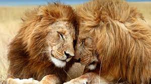 Take lions with you on your next adventure! Lion San Diego Zoo Animals Plants