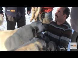 Sivas Kangali Nin Ozelliklerini Sahibinden Dinleyin Sadece Bizde Var Trt Avaz Youtube