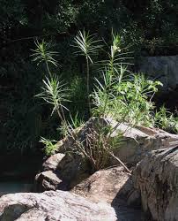 Image result for Kanahia