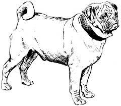 Print puppy coloring pages for free and color our puppy coloring! Pug Coloring Pages Best Coloring Pages For Kids