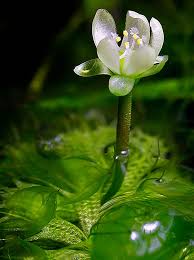 Image result for Aldrovanda vesiculosa