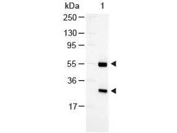 These spectral characteristics make them an. Anti Goat Secondary Antibodies Www Antibodies Online Com