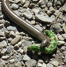 Blindschleiche f (genitive blindschleiche, plural blindschleichen). Blindschleiche Wikipedia