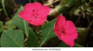 Image result for Balsaminaceae