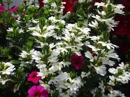 Image result for foto Vějířovka