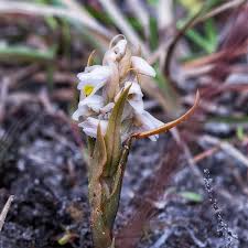 Image result for Zeuxine