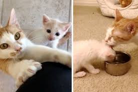 One mighty scream from starscream at brother megatron for playing too rough. Cat Hovers Over Her Kittens Everywhere They Go After They Were Rescued From Rough Street Life Love Meow