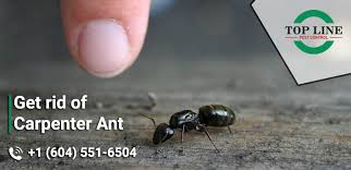 The carpenter ants can be found indoors or outdoors near moist areas of decaying wood. Get Rid Of Carpenter Ants Top Line Pest Control