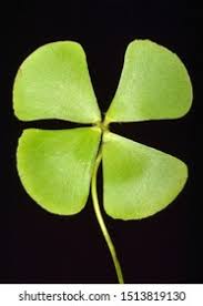 Image result for Marsileaceae