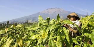 Keasaman tanah yang baik untuk tanaman ini adalah ph antara 5 s.d. 5 Daerah Penghasil Tembakau Terbaik Di Indonesia Komunitas Kretek