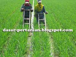 Berikut ini yang digunakan untuk tanaman pot adalah a. Pengertian Penyiangan Dan Pendangiran Dalam Budidaya Tanaman Rumah Petani