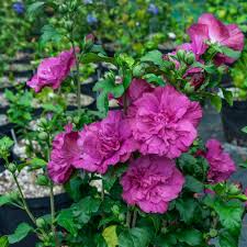 Image result for Hibiscus syriacus ´Pink Chiffon