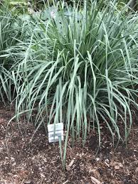 Image result for Panicum infestum