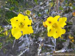 Image result for Rhigozum