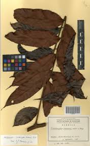 Image result for Trichoscypha lucens