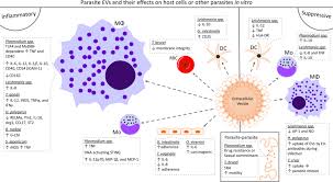 Deres felles barn er jakob schøyen andersen og line schøyen andersen. A New Level Of Complexity In Parasite Host Interaction The Role Of Extracellular Vesicles Sciencedirect