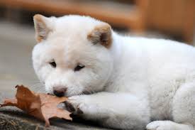 Follow us if you love shiba inu use #shibainuway for your chance to be featured! Shiba Inu Leichlingens Pluschiger Neuburger Kolner Stadt Anzeiger