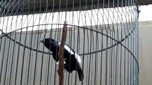 Decu gacor ngobra , untuk masteran burung decu anda yang kurang bunyi. Pancingan Burung Decu Wulung Kacer Mini Untuk Burung Macet Bunyi Youtube